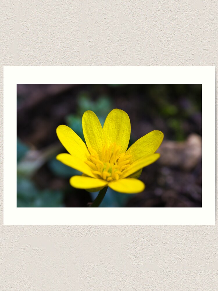 Alternate view of Lesser Celandine (Ranunculus ficaria) Art Print