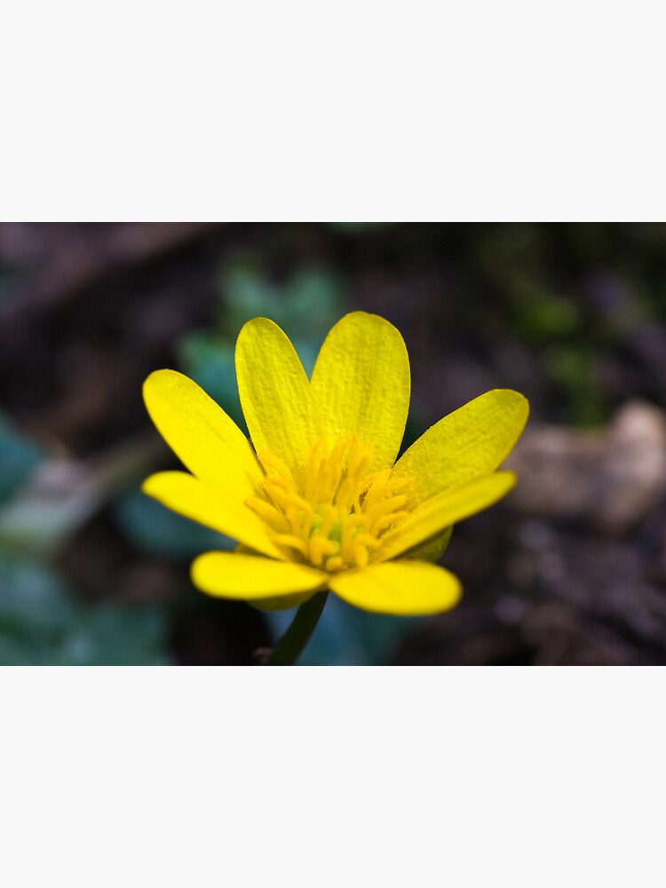 Lesser Celandine (Ranunculus ficaria) by SteveChilton