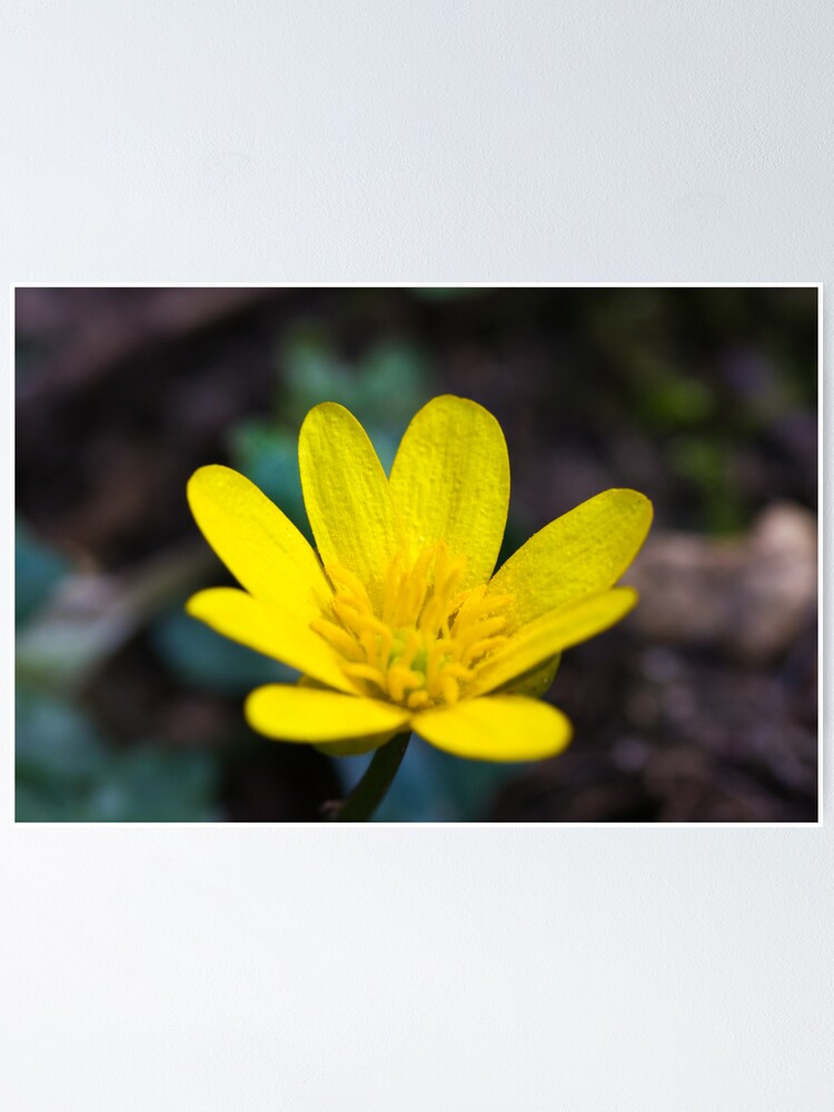 Alternate view of Lesser Celandine (Ranunculus ficaria) Poster
