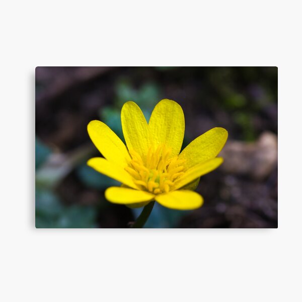 Lesser Celandine (Ranunculus ficaria) Canvas Print