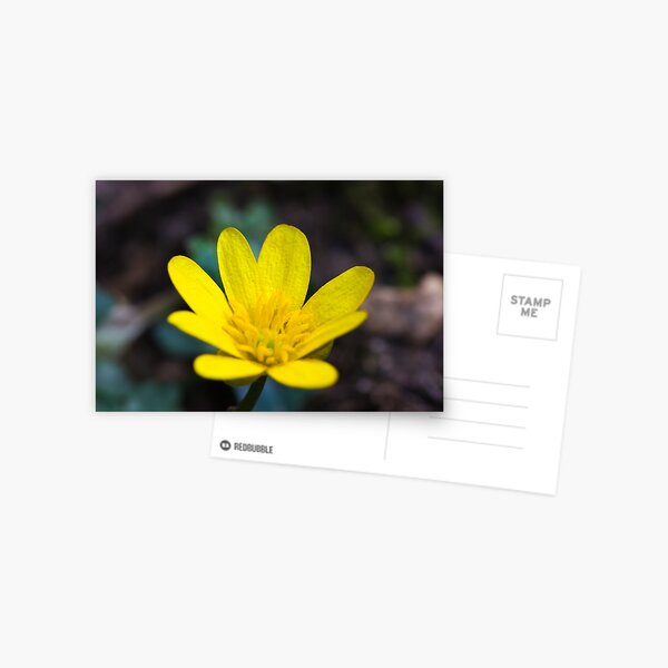 Lesser Celandine (Ranunculus ficaria) Postcard
