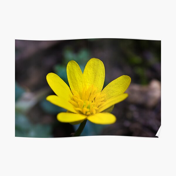 Lesser Celandine (Ranunculus ficaria) Poster