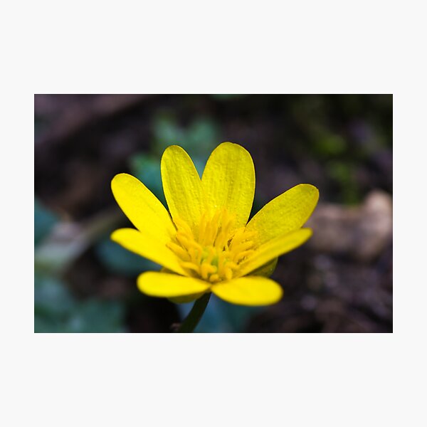 Lesser Celandine (Ranunculus ficaria) Photographic Print