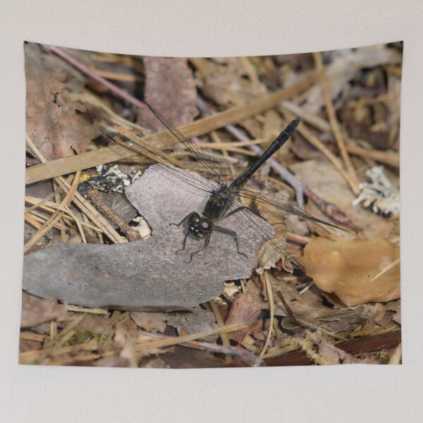 Item preview, Black darter on the ground designed and sold by Jouko Lehto Photography.
