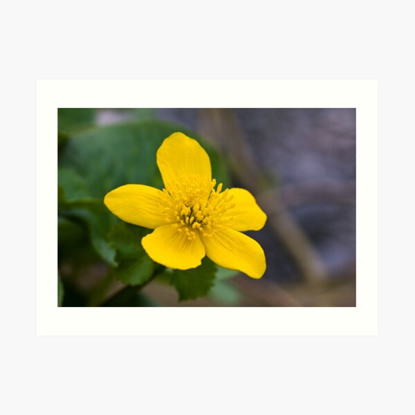 Lesser Celandine (Ranunculus ficaria) Art Print