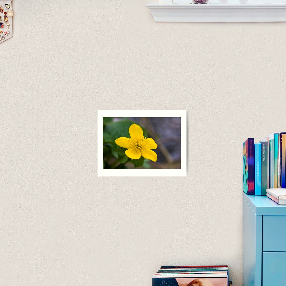 Lesser Celandine (Ranunculus ficaria) Art Print