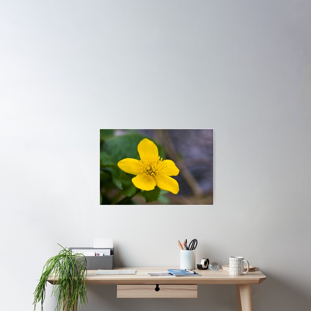 Lesser Celandine (Ranunculus ficaria) Poster