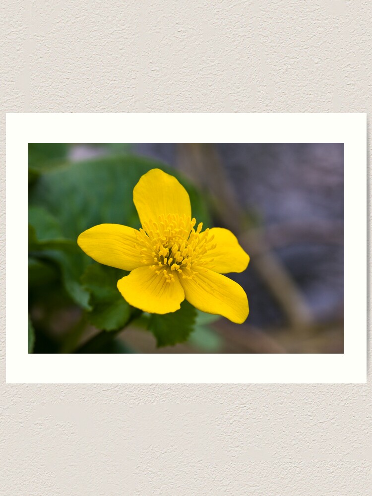 Alternate view of Lesser Celandine (Ranunculus ficaria) Art Print