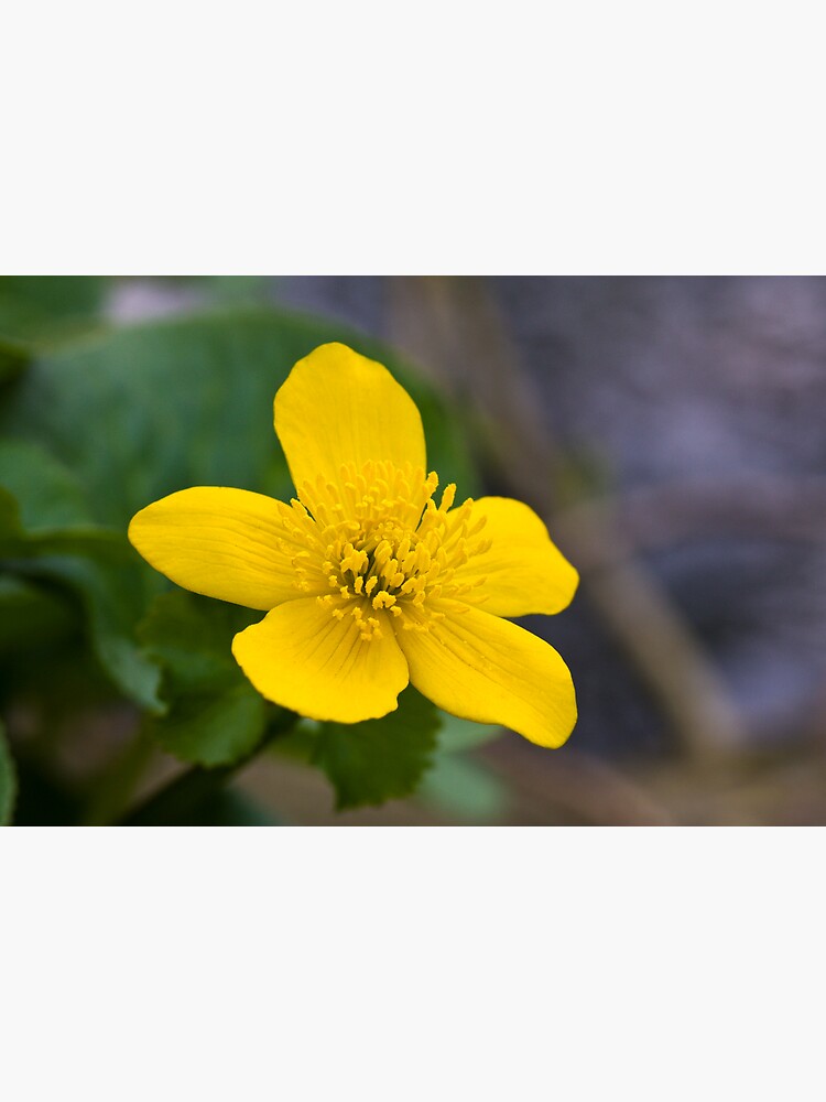 Lesser Celandine (Ranunculus ficaria) by SteveChilton