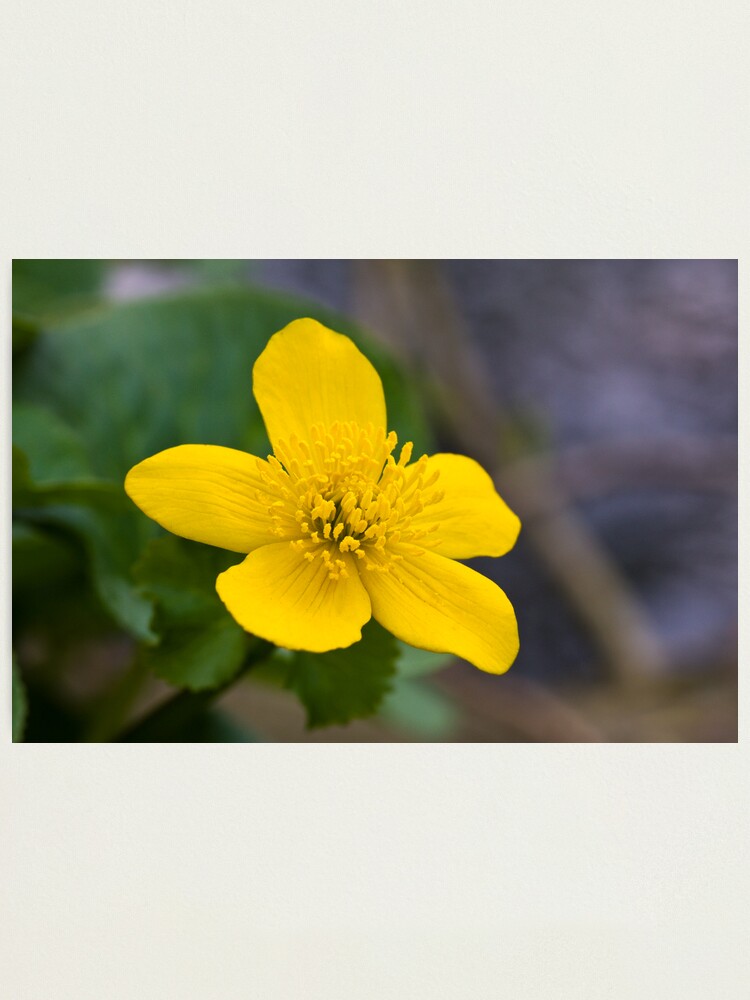 Alternate view of Lesser Celandine (Ranunculus ficaria) Photographic Print