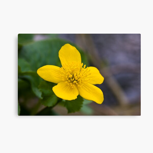 Lesser Celandine (Ranunculus ficaria) Canvas Print