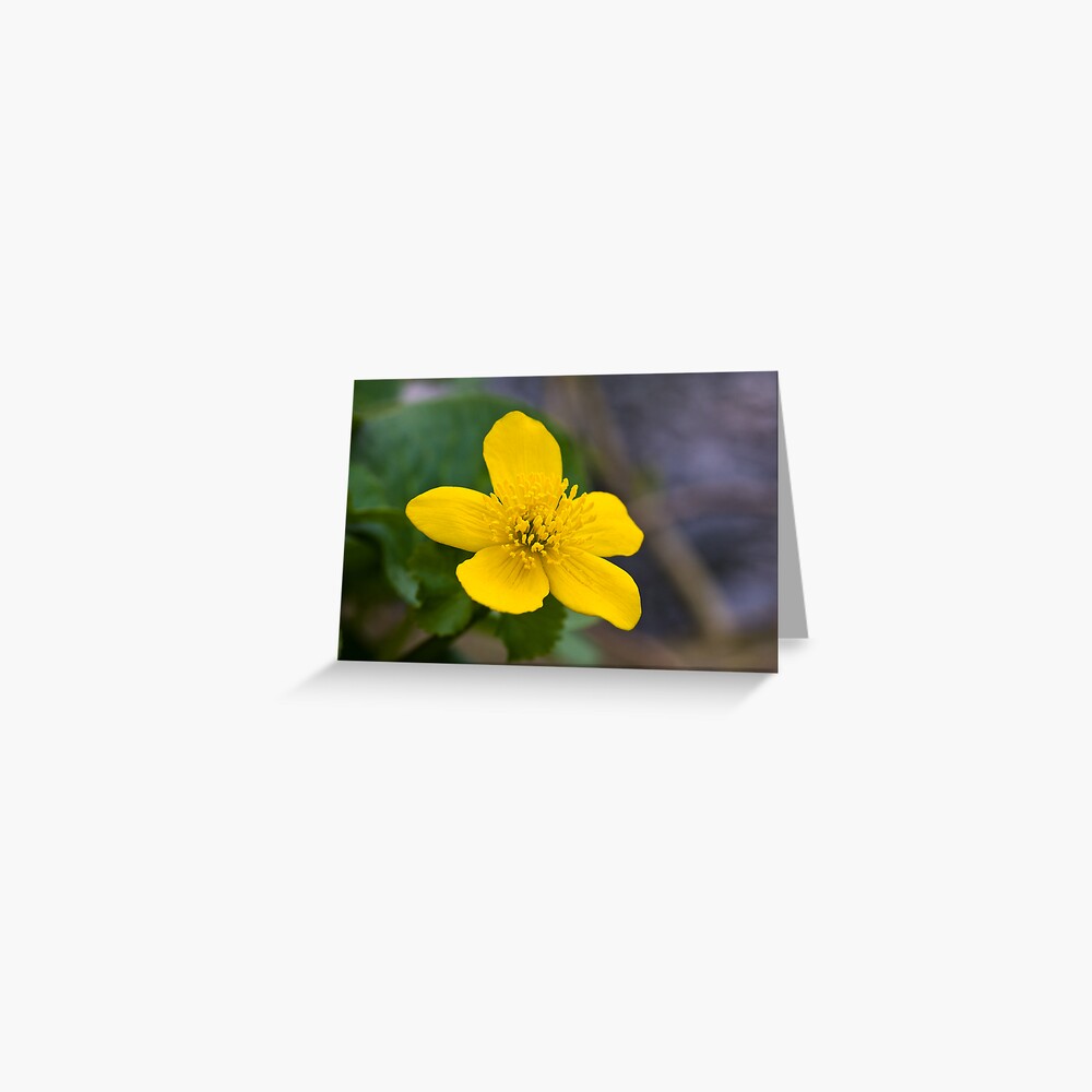 Lesser Celandine (Ranunculus ficaria) Greeting Card