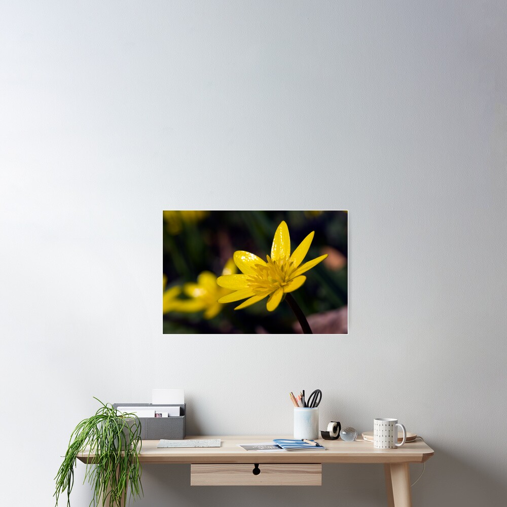 Lesser Celandine (Ranunculus ficaria) Poster
