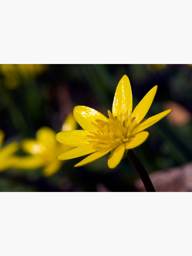 Lesser Celandine (Ranunculus ficaria) by SteveChilton