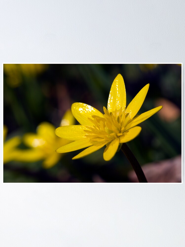 Alternate view of Lesser Celandine (Ranunculus ficaria) Poster
