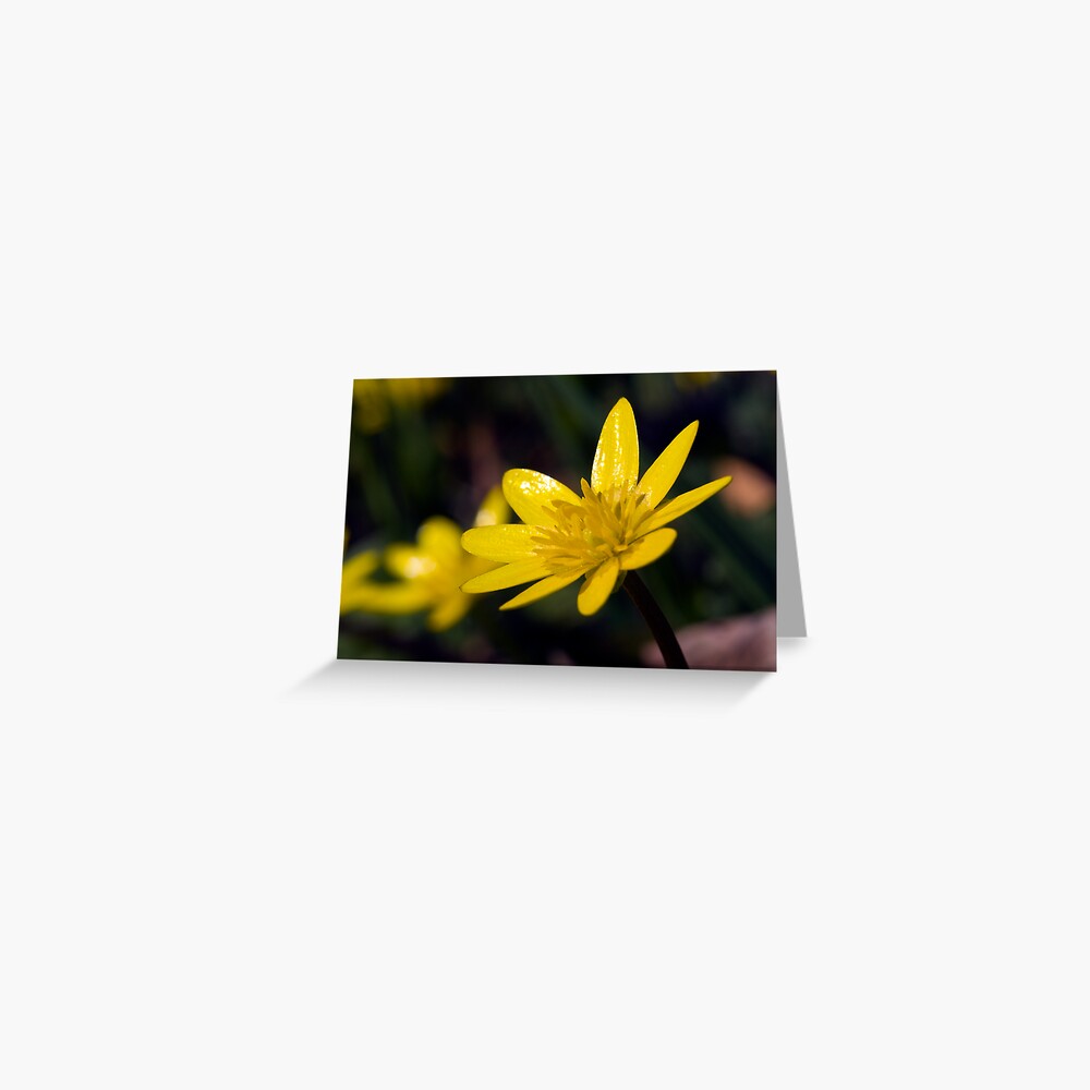 Lesser Celandine (Ranunculus ficaria) Greeting Card
