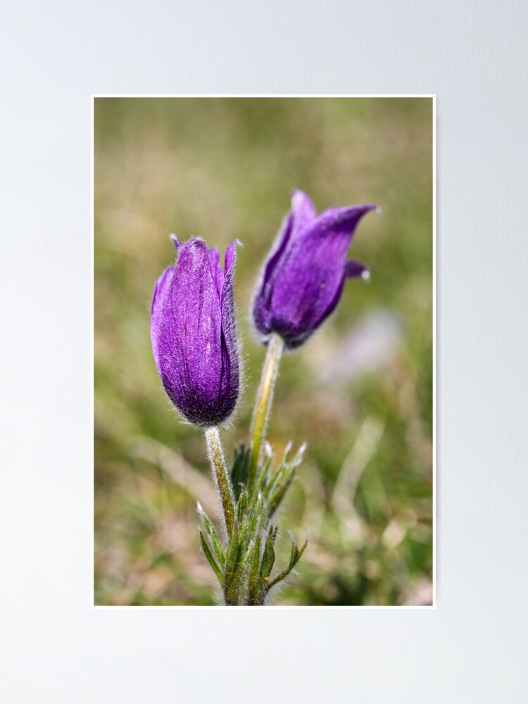 Alternate view of Pasqueflower (Pulsitilla vulgaris) Poster
