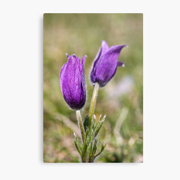 Pasqueflower (Pulsitilla vulgaris) Metal Print