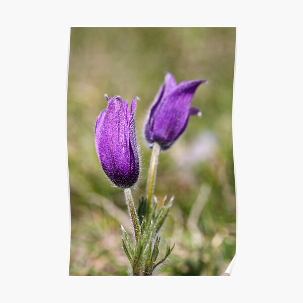 Pasqueflower (Pulsitilla vulgaris) Poster