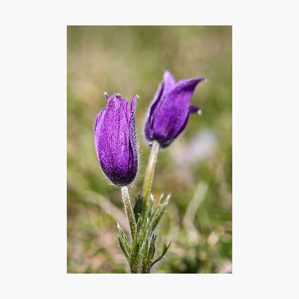 Pasqueflower (Pulsitilla vulgaris) Photographic Print