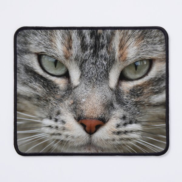 Item preview, Close-up of a cat's face designed and sold by bagiolita.