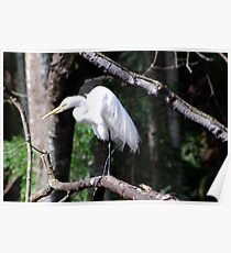 Snowy Egret Poster