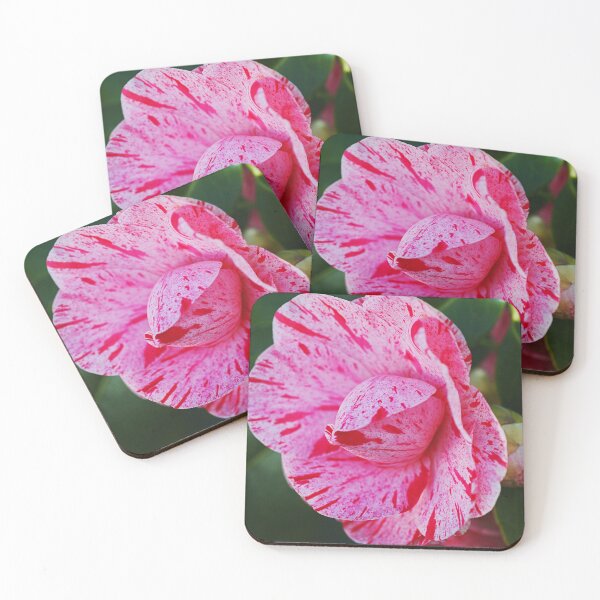 Item preview, Peppermint Candy Camellia Flowers designed and sold by Joy Watson - Natural Light Photography .