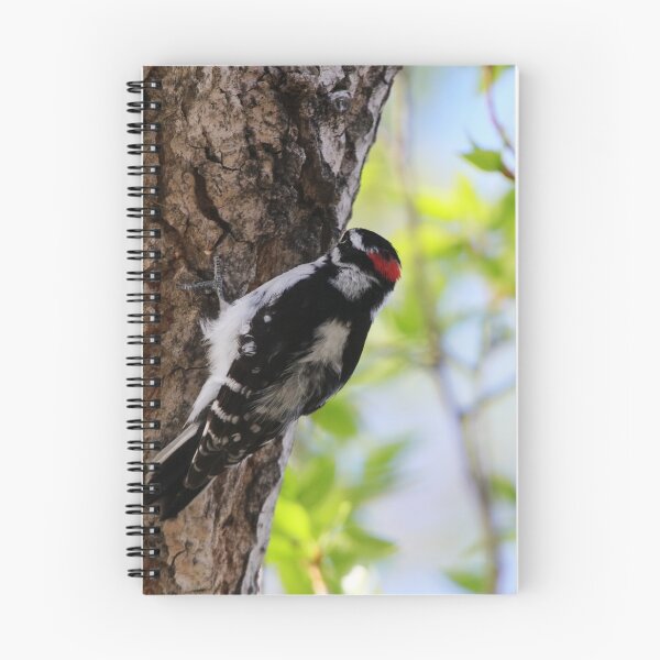 Item preview, Male Downy Woodpecker designed and sold by Alyce Taylor.