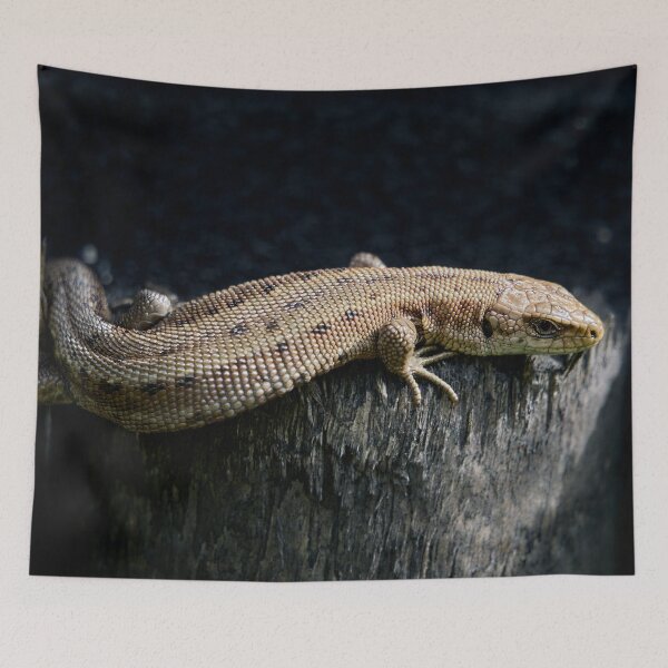 Item preview, On the black wood. Common lizard designed and sold by Jouko Lehto Photography.