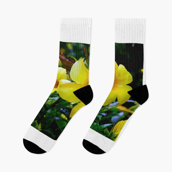 Item preview, Allamanda Cathartica Flower A designed and sold by MercerImages.