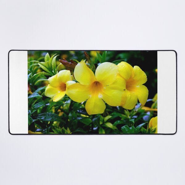 Item preview, Allamanda Cathartica Flower A designed and sold by MercerImages.