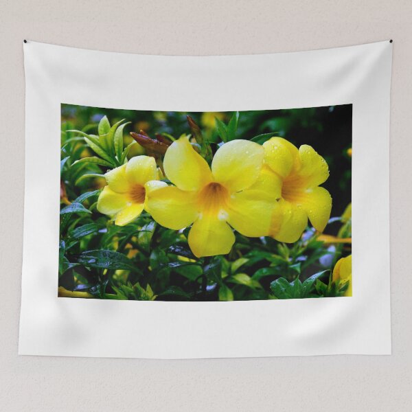 Item preview, Allamanda Cathartica Flower A designed and sold by MercerImages.