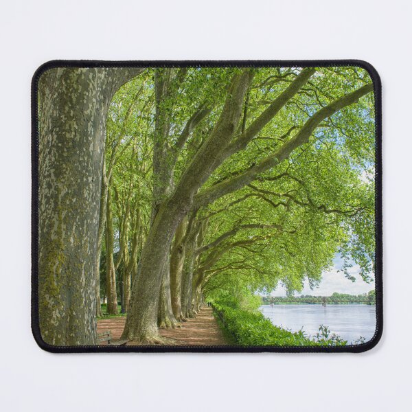 Item preview, Path with plane trees near the Vienne river in Chinon, France designed and sold by Photopat.