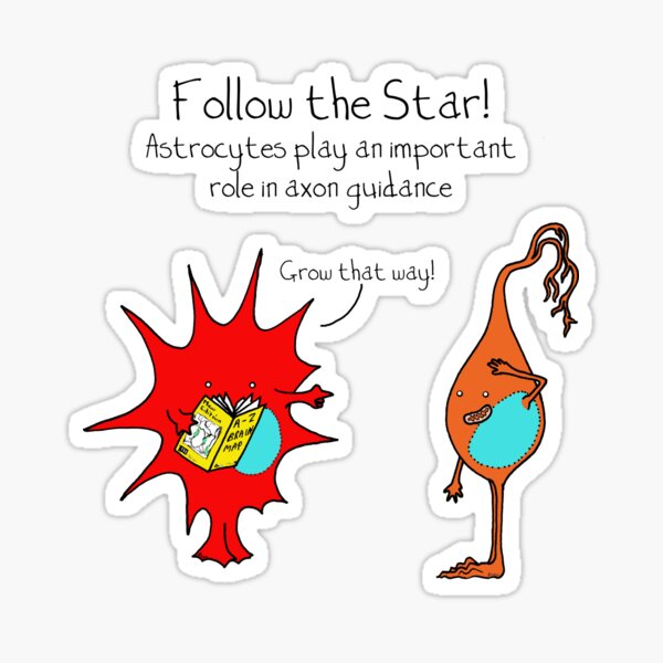 Item preview, Astrocytes: follow the star! designed and sold by Cartoon Neuron by Immy Smith.