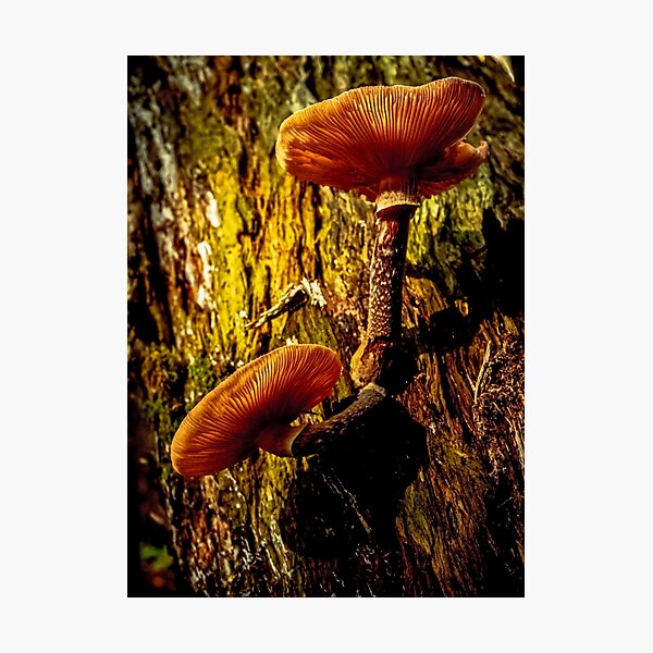 Item preview, Oyster Mushroom designed and sold by James Aiken.