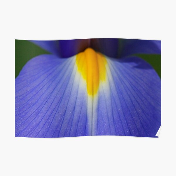 Blue and Yellow Tongue Poster
