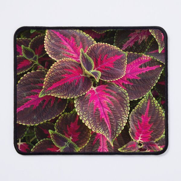 Item preview, Colourful Coleus designed and sold by Gerda Grice Photography.