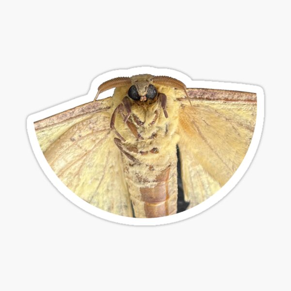 Item preview, Mothman designed and sold by derbyisdead.