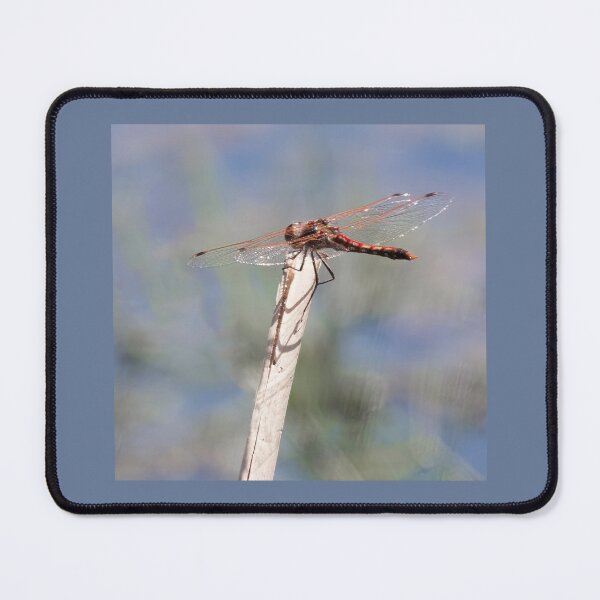 Item preview, Meadowhawk Dragonfly designed and sold by CarolM.