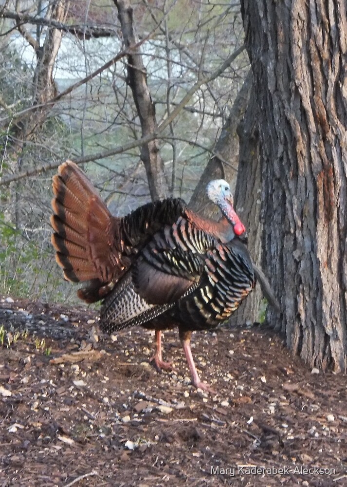 "Turkey Strut" by Mary KaderabekAleckson Redbubble