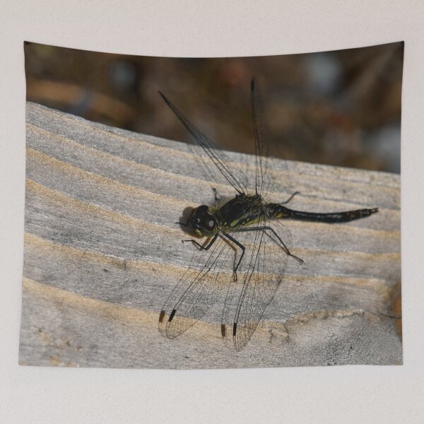 Item preview, Black darter on the ground designed and sold by Jouko Lehto Photography.