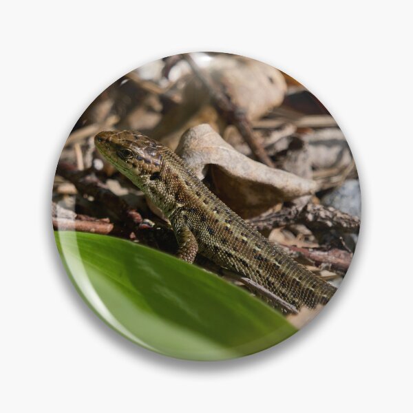 Item preview, Hiding on the ground. Common lizard designed and sold by Jouko Lehto Photography.