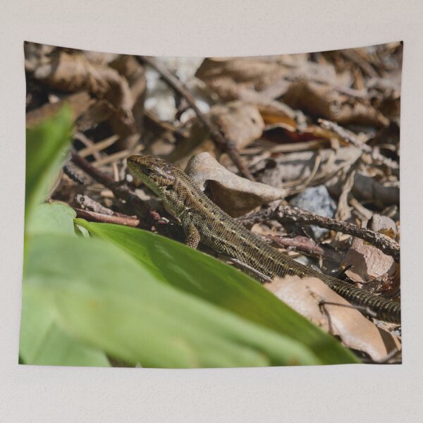 Item preview, Hiding on the ground. Common lizard designed and sold by Jouko Lehto Photography.