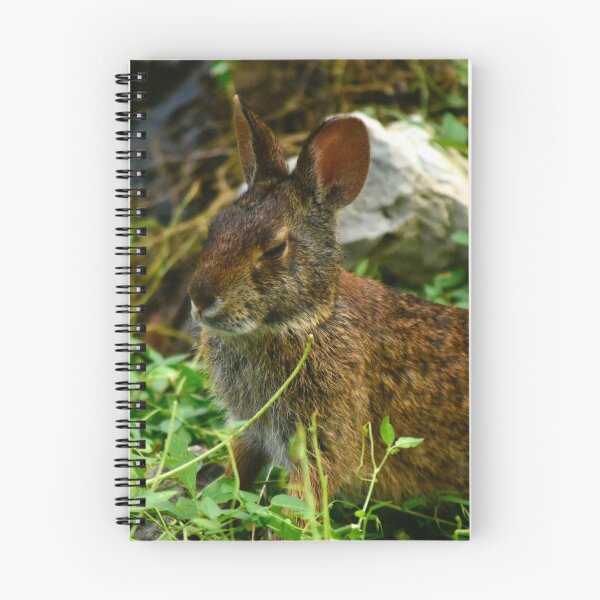 Aperçu de l'œuvre Parc au bord du lac Lapin sauvage créée et vendue par MercerImages.