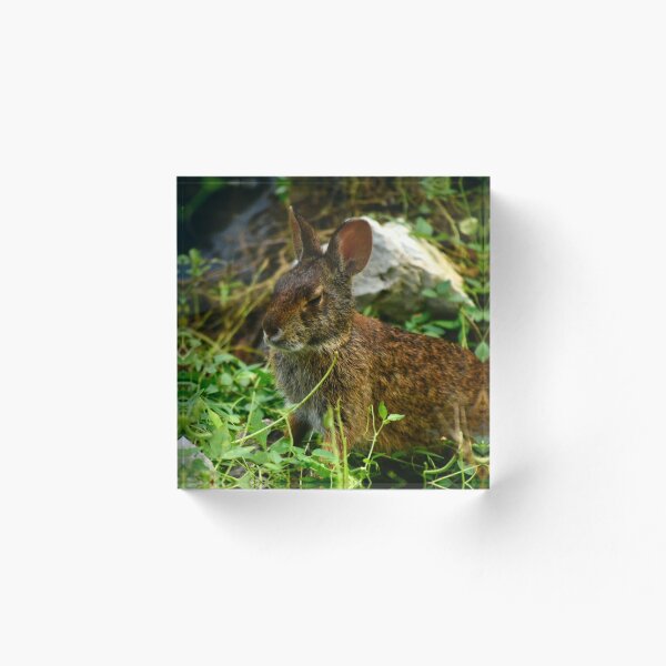 Item preview, Lakefront Park Wild Rabbit designed and sold by MercerImages.