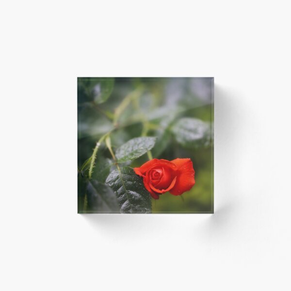 Aperçu de l'œuvre Rose rouge rouge créée et vendue par CJWoolhead.