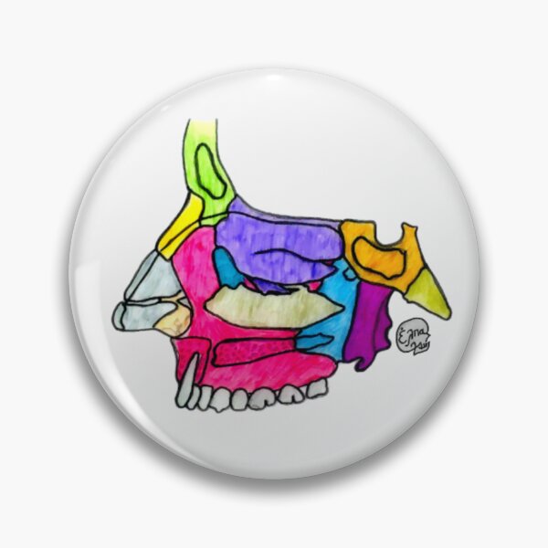 Item preview, Lateral Wall of the Nasal Cavity designed and sold by Arte Del Cuerpo Humano.