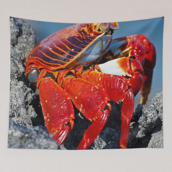 Aperçu de l'œuvre Crabe rouge créée et vendue par Anthony Goldman.