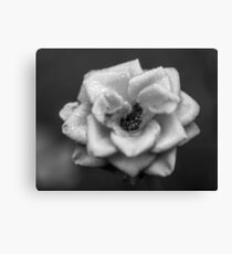 Flower macro Canvas Print