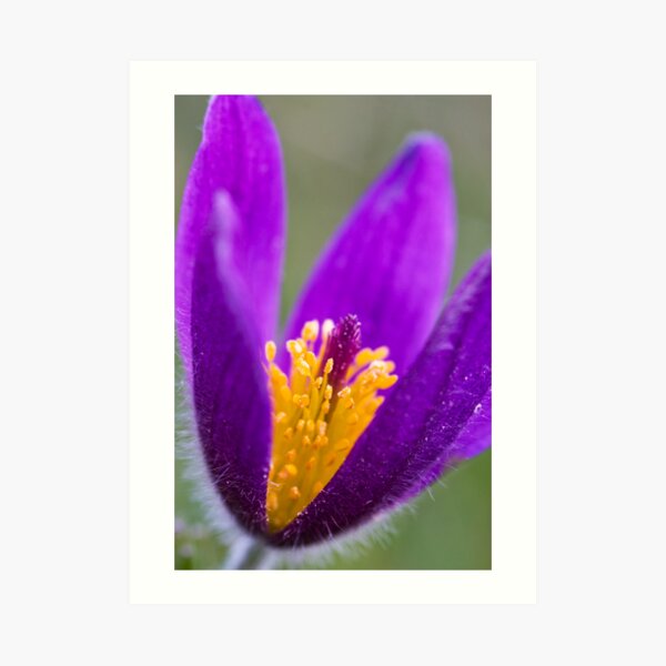 Pasqueflower (Pulsitilla vulgaris) Art Print